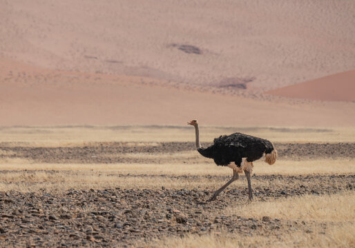 Common ostrich in Sesriem in the Namib Desert, Namibia, Africa