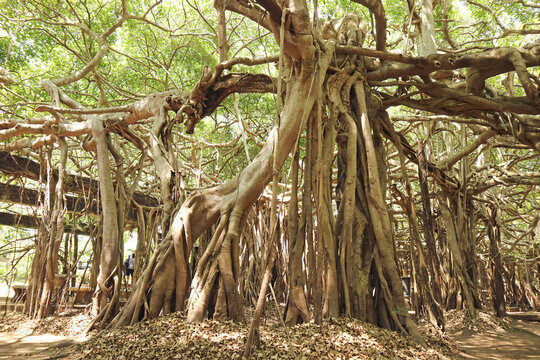 Low angle shot of majestic giant banyan tree with sunbeams flaring through aerial rootsPhimai historical park, Nakhon Ratchasima, Thailand