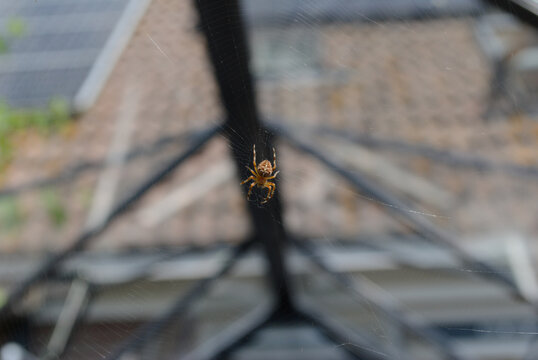 Ara&ntilde;a naranja con negro, ocho patas