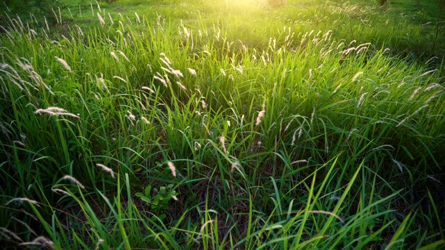 Green Grass Field with Fluffy Wild Grass Flowers Swaying in the Wind, Golden Sunlight Through Meadow Grass in Spring Summer Season, Close-Up Nature Footage