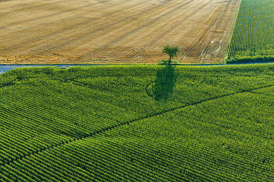 Aerial view of agricultural fields with a single tree casting a long shadow over green crops and golden wheat in Hombourg, Grand Est, France.