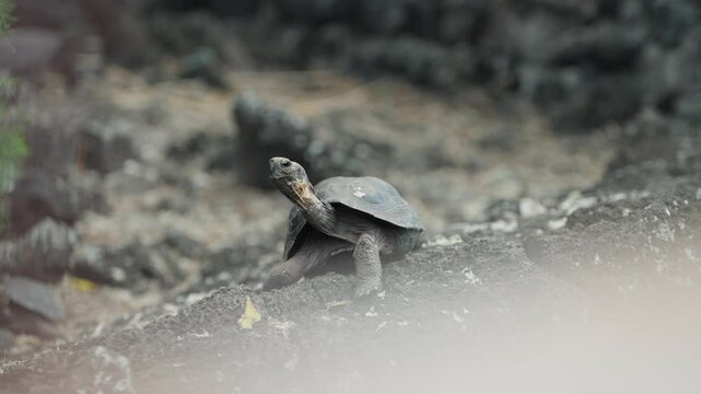 A baby tortoise blinks in slow motion at The Darwin Research Center in The Galapagos (4K).