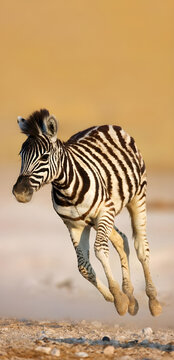Young Zebra Running.