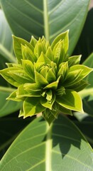 Fototapeta premium Verdant Bloom's Embrace