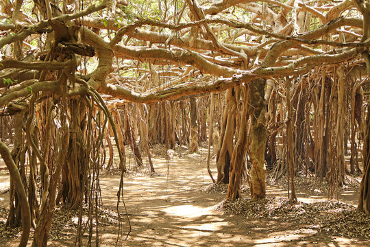 Immersive view walking through a mysterious maze of complex ancient banyan tree roots