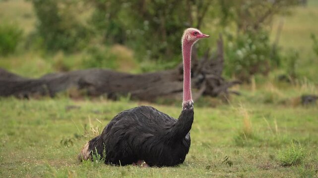 Common Ostrich Resting in Wet Grass Under Overcast Skies in Maasai Mara National Reserve