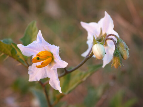 Sticky nightshade Solanum carolinense