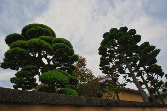 Tokyo, Japan - 01 November 2025: View of manicured pine trees in a traditional Japanese garden with a stone wall and traditional architecture under a cloudy sky.