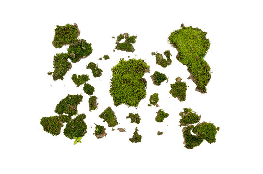 Top view of green moss patches isolated on a dark background, showing natural texture, organic shapes and fresh woodland detail for design, collage or eco themes.