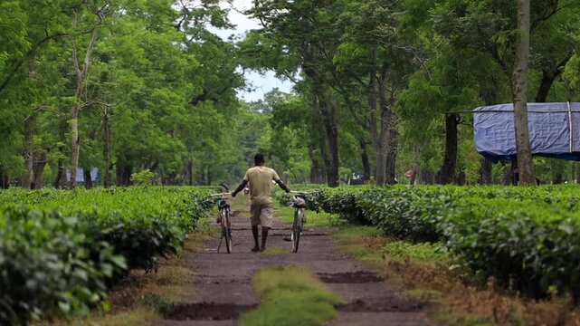 Dibrugarh, Assam, India &ndash; 7 August 2026: A tea plantation worker walks along a narrow path while guiding two bicycles through a lush tea garden, surrounded by rows of tea bushes and trees.