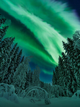 View of the vibrant green northern lights illuminating the night sky above a dense, snow-covered pine forest in Tromso, Troms, Norway.