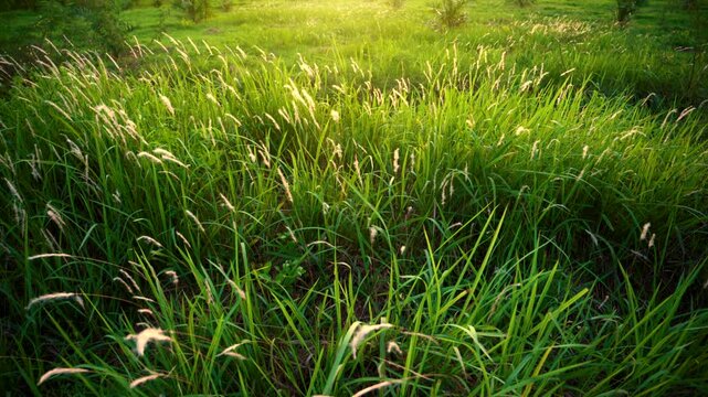 Green Grass Field with Fluffy Wild Grass Flowers Swaying in the Wind, Golden Sunlight Through Meadow Grass in Spring Summer Season, Close-Up Nature Footage