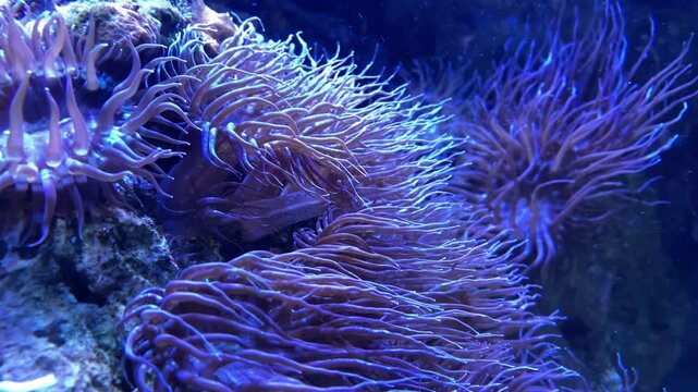 Cinematic close-up shot of beautiful sea anemones with delicate tentacles gently swaying underwater, illuminated by a mesmerizing vibrant purple light