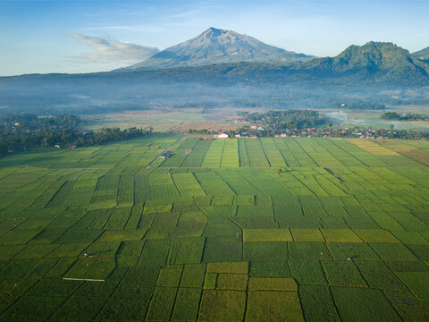 Aerial view of Sraten Enam rice fields with lush green crops and mist-covered mountains in the background in Tuntang, Central Java, Indonesia.