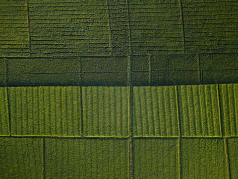 Aerial view of Sraten Enam rice fields featuring geometric patterns of lush green paddy crops and irrigation channels in Tuntang, Central Java, Indonesia.