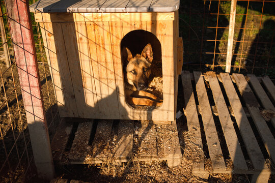 German Shepherd stray dog resting inside wooden doghouse at temporary outdoor shelter