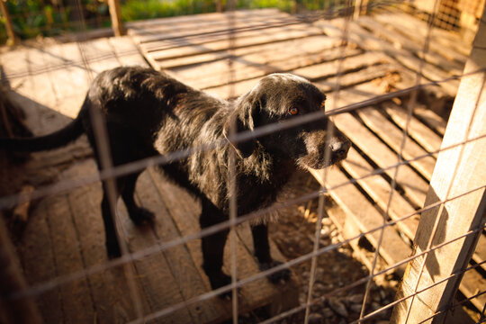 Dark stray dog standing on wooden roof platform at temporary outdoor shelter
