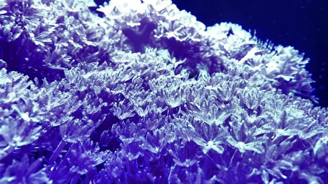 Cinematic close-up shot of delicate, flower-like coral polyps gently swaying underwater, beautifully illuminated by an aesthetic and vibrant purple light
