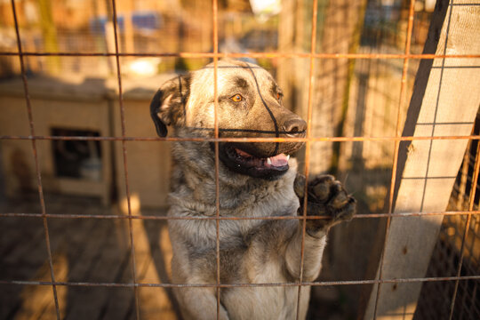 Stray dog standing with paws on wire fence panting with mouth open at temporary outdoor shelter