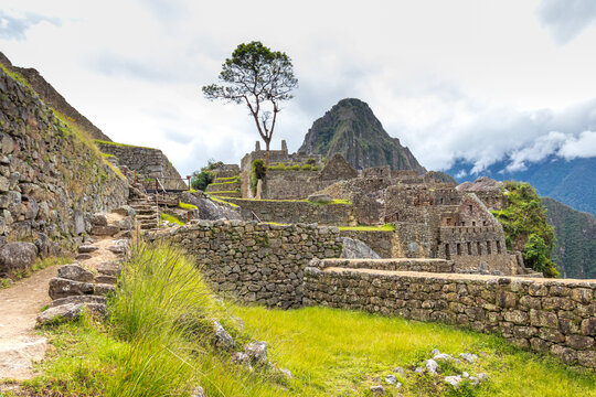 View of the ancient Incan citadel of Machu Picchu with stone terraces, historic ruins, and a lone tree against a cloudy sky in Cusco, Cusco, Peru.