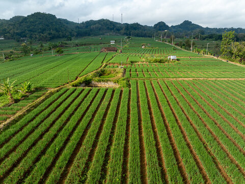 Aerial view of Sriharjo garlic fields with lush green rows of crops, small farm structures, and rolling hills in Imogiri, Special Region of Yogyakarta, Indonesia.