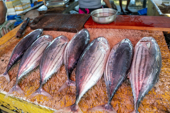View of fresh tuna fish displayed on a wooden table at the Negombo Fish Market in Negombo, Western Province, Sri Lanka.