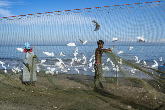 Negombo, Sri Lanka - 25 April 2026: View of Negombo Fish Market with fishermen working with nets on the beach surrounded by white egrets under a clear blue sky.