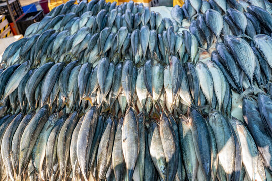 View of fresh fish displayed for sale at the Negombo Fish Market in Negombo, Western Province, Sri Lanka.