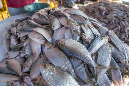 View of fresh silver fish piled on a table at the Negombo Fish Market in Negombo, Western Province, Sri Lanka.