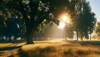 Obraz premium Sunlight Filtering Through Tree Foliage in a Beautiful Peaceful Morning Meadow in Summer Season
