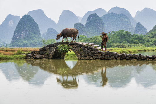 View of a farmer leading a water buffalo across an ancient stone bridge with karst mountains reflected in the calm water in Guilin, Guangxi, China.