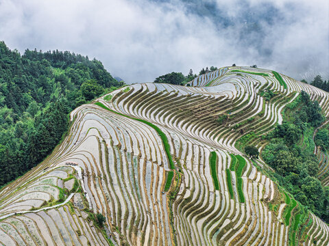 Aerial view of the Longji Rice Terraces in Longsheng, featuring intricate terraced fields carved into the mountainside, surrounded by lush green forests and clouds in Guilin, Guangxi, China.