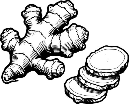 Ginger root with sliced pieces shown in hand-drawn sketch style on transparent background, representing culinary and herbal health concepts