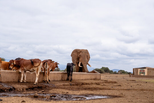 View of an African elephant and cattle drinking from a concrete trough in the dry landscape of Amboseli National Park, Kajiado County, Kenya.