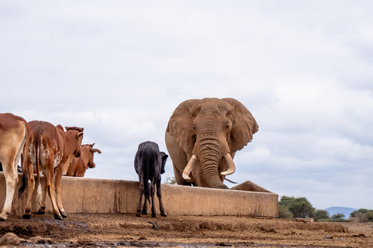 View of an African elephant and cattle drinking from a concrete water trough in Amboseli National Park, Kajiado County, Kenya.