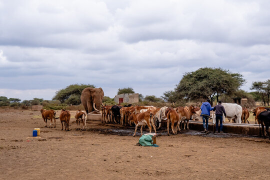 View of an African elephant drinking at a water trough alongside a herd of cattle with two men in the arid landscape of Amboseli National Park, Kajiado County, Kenya.
