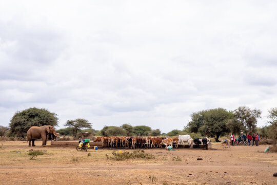 View of an elephant standing near a water trough with cattle drinking and people nearby in the savanna landscape of Amboseli National Park, Kajiado County, Kenya.