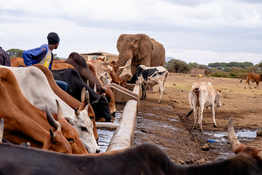 View of an African elephant standing near a concrete water trough where a herd of cattle is drinking, with a person observing in the arid landscape of Amboseli National Park, Kajiado County, Kenya.