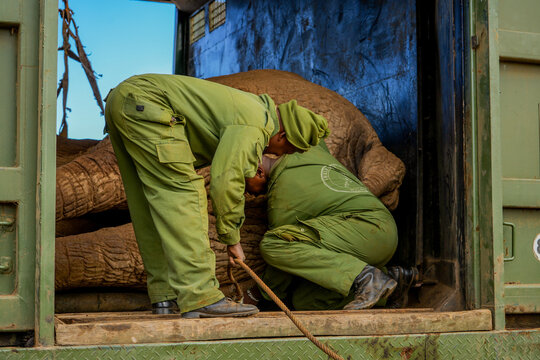 Kajiado County, Kenya - 29 May 2023: View of wildlife rangers in green uniforms assisting with the relocation of an elephant inside a transport container in Amboseli National Park.