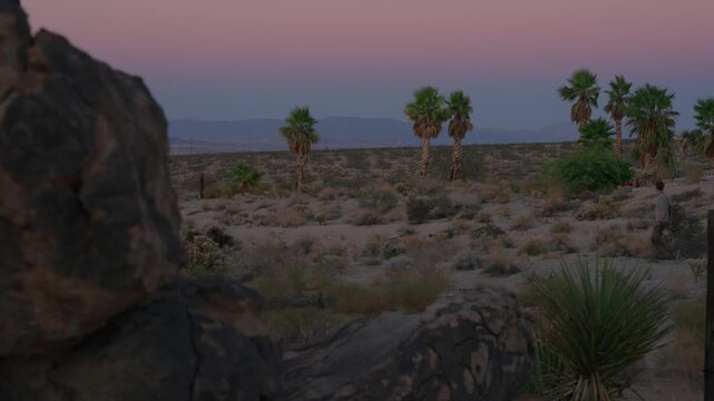 A row of desert fan palms stands silhouetted against a pink and purple dusk sky.