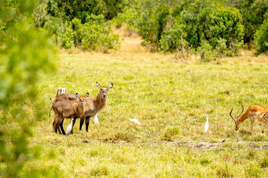 View of waterbuck mother and calf standing in the grassy savanna of Ol Pejeta Conservancy alongside an impala and cattle egrets in Nanyuki, Laikipia County, Kenya.