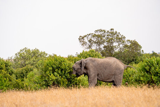 View of an African elephant grazing on green bushes in the savanna landscape of Ol Pejeta Conservancy in Nanyuki, Laikipia County, Kenya.