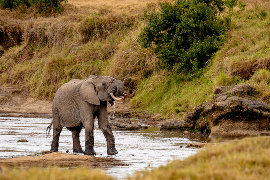 View of an African elephant drinking water in the river at Ol Pejeta Conservancy in Nanyuki, Laikipia County, Kenya.