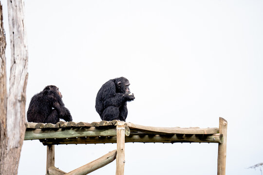 View of two chimpanzees sitting on a wooden platform at Ol Pejeta Conservancy in Nanyuki, Laikipia County, Kenya.