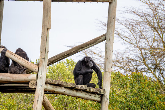 View of chimpanzees resting on a wooden platform at the Ol Pejeta Conservancy in Nanyuki, Laikipia County, Kenya.