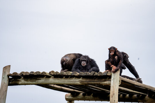 View of chimpanzees resting and sitting on a wooden platform at Ol Pejeta Conservancy in Nanyuki, Laikipia County, Kenya.