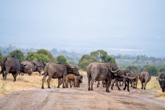 View of a herd of African buffaloes walking along a dirt road in the savanna of Ol Pejeta Conservancy in Nanyuki, Laikipia County, Kenya.
