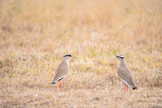 View of two crowned lapwings standing in the dry golden grass of the savanna at Ol Pejeta Conservancy in Nanyuki, Laikipia County, Kenya.