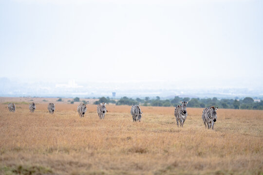 View of a herd of zebras walking across the dry grassy plains of the Ol Pejeta Conservancy in Nanyuki, Laikipia County, Kenya.