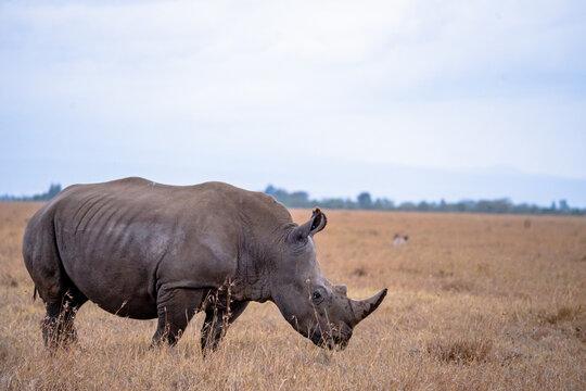 View of a rhinoceros standing in the dry grasslands of the Ol Pejeta Conservancy in Nanyuki, Laikipia County, Kenya.
